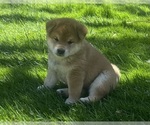 Puppy Buster Brown Shiba Inu