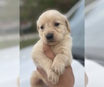 Small Photo #9 Golden Retriever Puppy For Sale in TAMPA, FL, USA