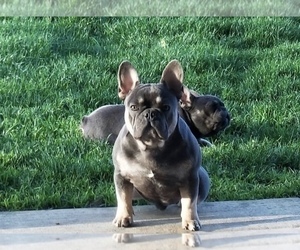 Mother of the French Bulldog puppies born on 12/30/2020
