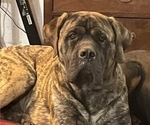 Small #14 Mastiff