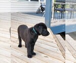 Small Photo #2 Labrador Retriever Puppy For Sale in SEDLEY, VA, USA