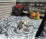 Small #3 Chihuahua Mix