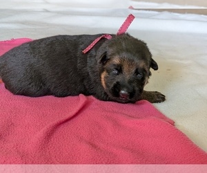 German Shepherd Dog Puppy for sale in OAK GROVE, OR, USA