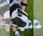 Puppy Jemma Boston Terrier