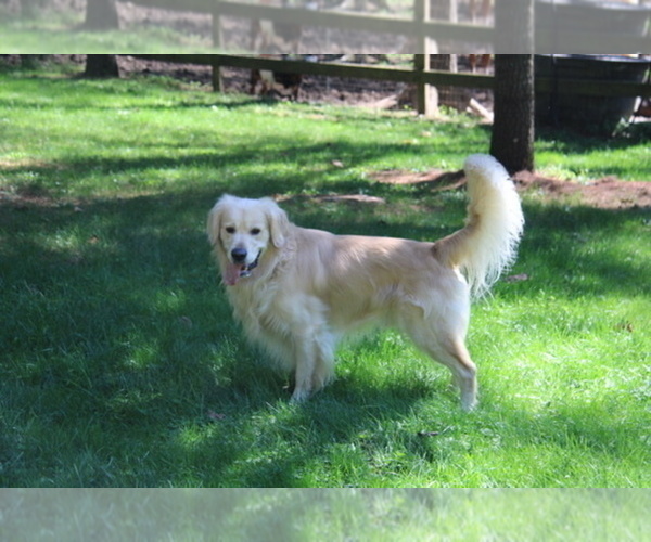 Medium Photo #1 Golden Retriever Puppy For Sale in NASHVILLE, IN, USA