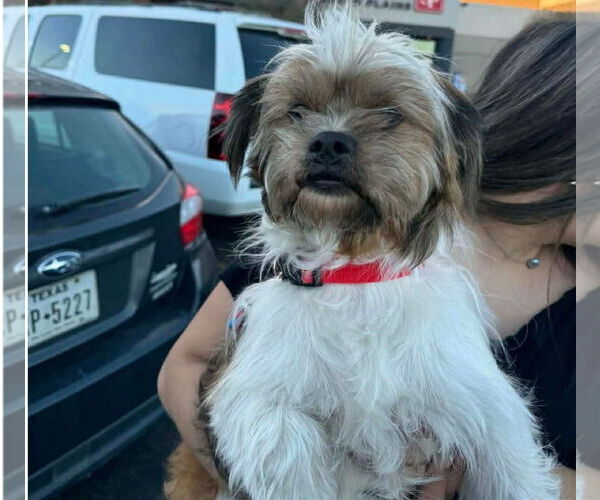 Medium Photo #1 Maltese-Unknown Mix Puppy For Sale in Grafton, WI, USA