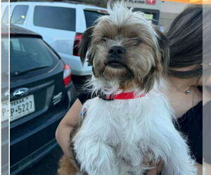 Maltese-Unknown Mix Dogs for adoption in Grafton, WI, USA