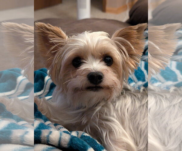 Medium Photo #5 Mutt Puppy For Sale in St. Louis Park, MN, USA