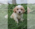 Small #3 Cavapoo