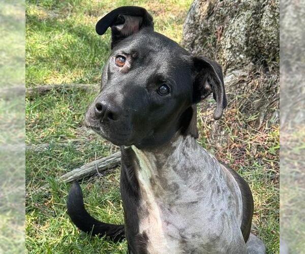 Medium Photo #3 Labrador Retriever-Unknown Mix Puppy For Sale in San Diego, CA, USA