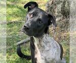 Small Photo #3 Labrador Retriever-Unknown Mix Puppy For Sale in San Diego, CA, USA