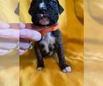 Small Photo #4 Boxer Puppy For Sale in LAUREL, DE, USA