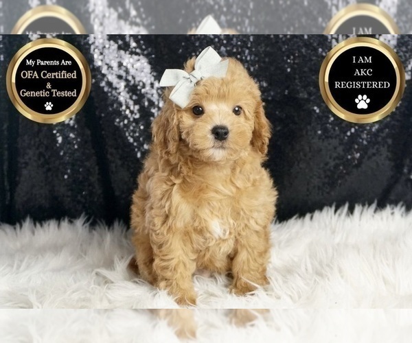 Medium Photo #5 Poodle (Toy) Puppy For Sale in WARSAW, IN, USA