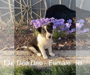 Border Collie Puppy for sale in MANKATO, MN, USA