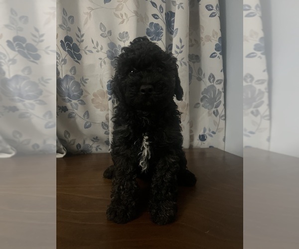 Medium Photo #8 Cockapoo Puppy For Sale in DURHAM, CT, USA
