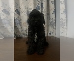 Small #7 Cockapoo