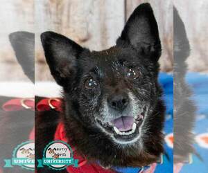 Chihuahua-Unknown Mix Dogs for adoption in Kennesaw, GA, USA