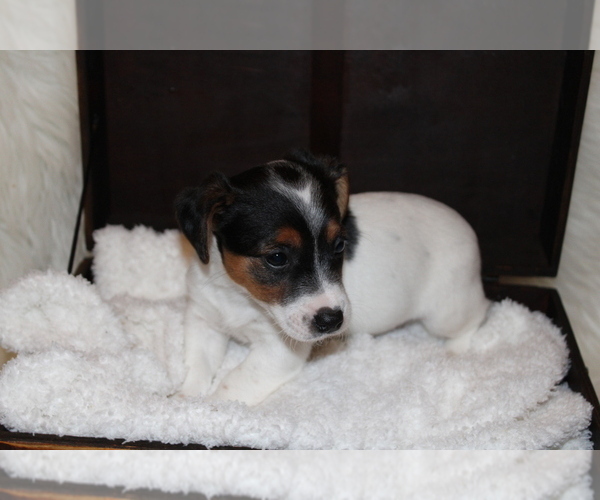 Medium Photo #7 Jack Russell Terrier Puppy For Sale in BENTON, IL, USA
