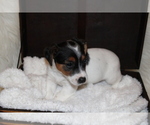 Small #6 Jack Russell Terrier
