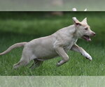 Small #10 Labrador Retriever