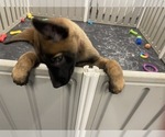 Small Photo #3 Belgian Malinois Puppy For Sale in REESEVILLE, WI, USA
