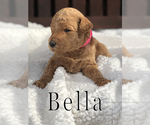 Small Photo #4 Goldendoodle Puppy For Sale in UTOPIA, TX, USA