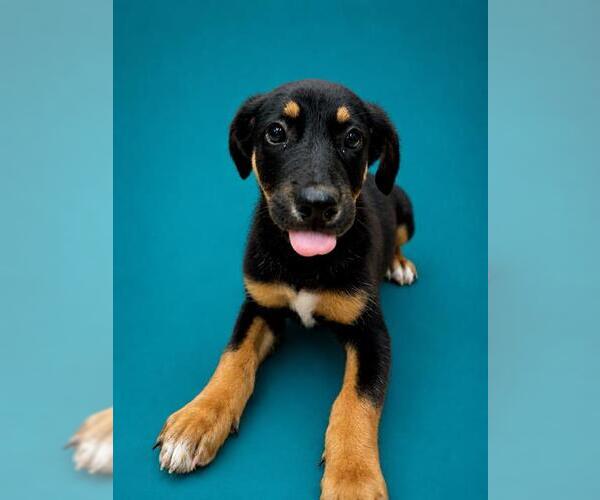 Medium Photo #1 German Shepherd Dog Puppy For Sale in Pearland, TX, USA