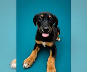 German Shepherd Dog Dogs for adoption in Pearland, TX, USA