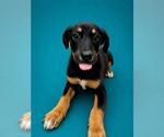 Small German Shepherd Dog