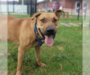 Mastiff-Unknown Mix Dogs for adoption in San Antonio, TX, USA