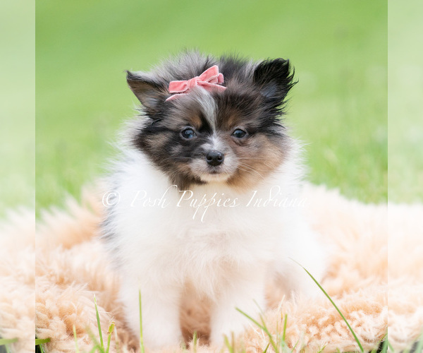Medium Photo #3 Pomeranian Puppy For Sale in WARSAW, IN, USA