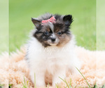 Small Photo #64 Pomeranian Puppy For Sale in WARSAW, IN, USA