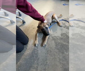 Mutt Dogs for adoption in Tallahassee, FL, USA