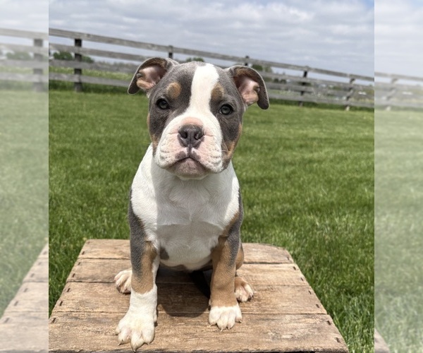 Medium Photo #1 American Bulldog Puppy For Sale in MIDDLEBURY, IN, USA