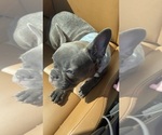 Small #3 French Bulldog