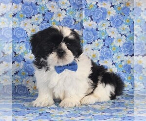 Shih Tzu Puppy for sale in GORDONVILLE, PA, USA