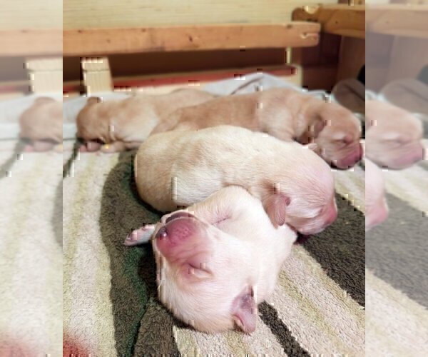 Medium Photo #18 Labrador Retriever Puppy For Sale in HIGH POINT, NC, USA