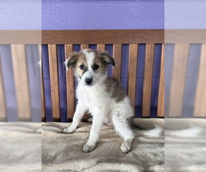 Aussie Pyrenees Dogs for adoption in Genesee, WI, USA