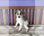 Small Aussie Pyrenees