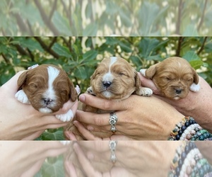 Cavapoo Puppy for sale in COLORADO SPRINGS, CO, USA