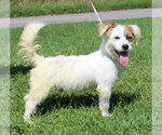 Biscuit 44283 - Male Mutt Dog for Adoption - Small photo