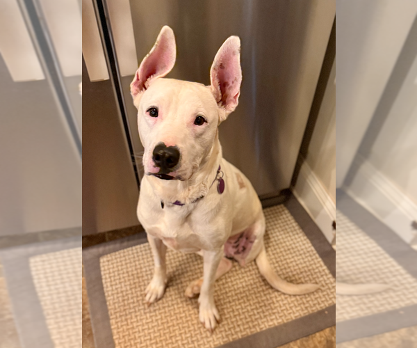 Medium Photo #3 Mutt Puppy For Sale in Decatur, GA, USA