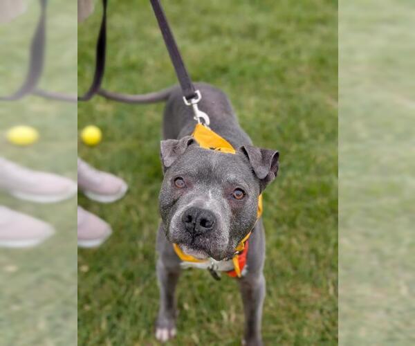 Medium Photo #2 American Pit Bull Terrier Puppy For Sale in Louisville, KY, USA