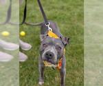 Small #1 American Pit Bull Terrier
