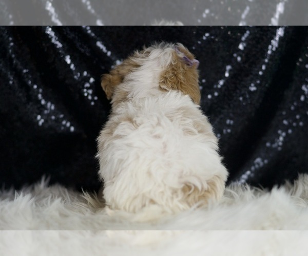 Medium Photo #5 Maltipoo Puppy For Sale in WARSAW, IN, USA