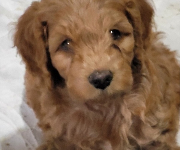 Medium Photo #3 Cockapoo Puppy For Sale in SILVERTON, OR, USA