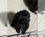 Small #8 ShihPoo
