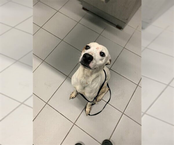 Medium Photo #1 American Pit Bull Terrier-Unknown Mix Puppy For Sale in Corpus Christi, TX, USA