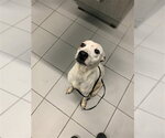 Small American Pit Bull Terrier Mix