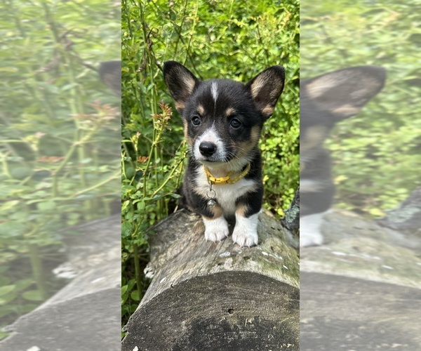 Medium Photo #57 Pembroke Welsh Corgi Puppy For Sale in PERKINSVILLE, VT, USA